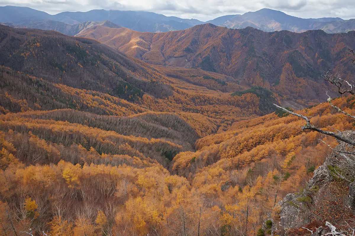 五郎山登山 登山道から落葉松を見る