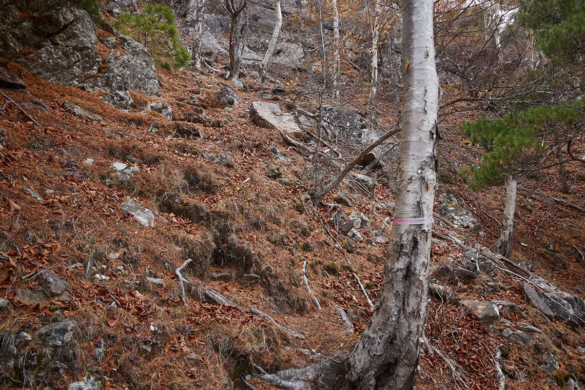 五郎山登山 山頂への登り