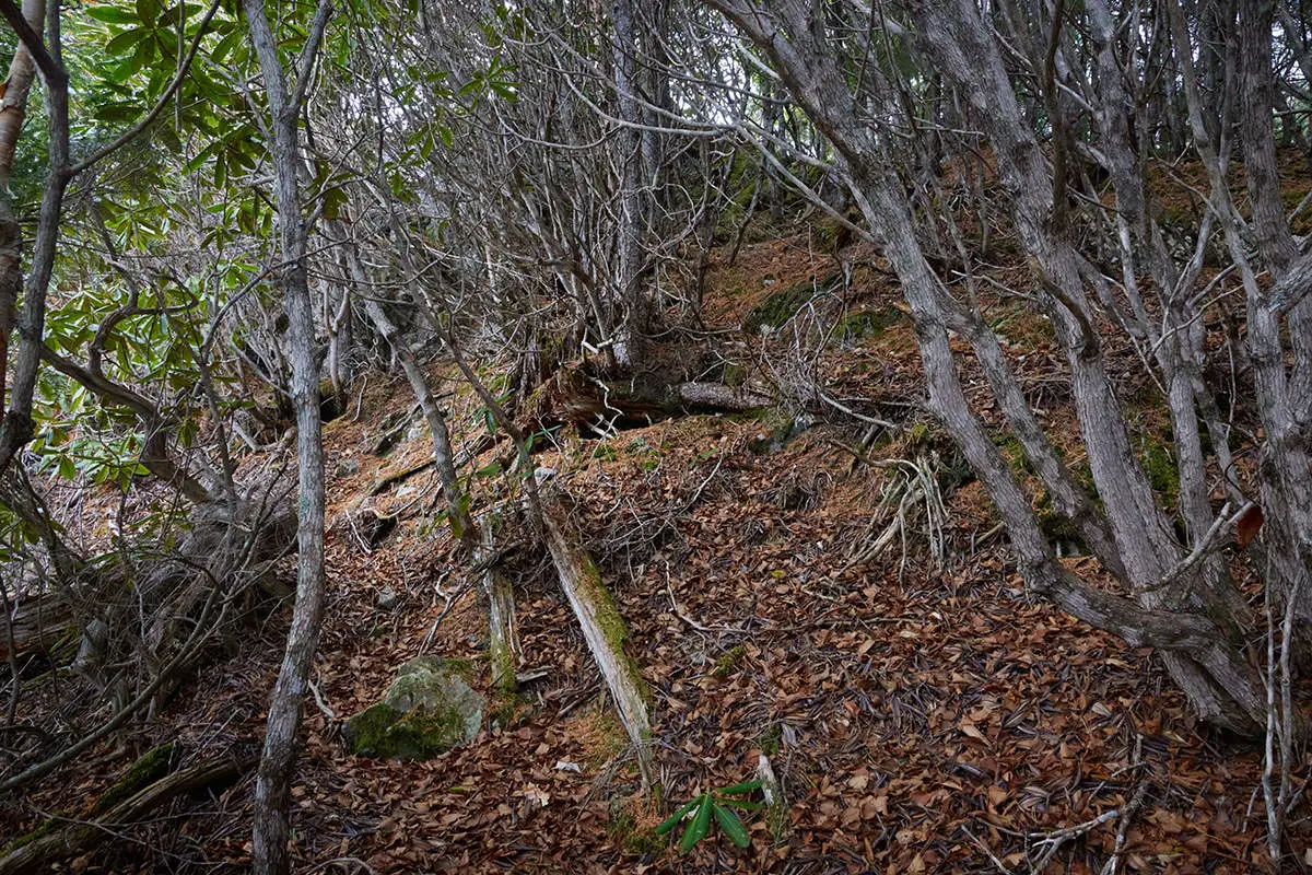 五郎山登山 木々の間を抜けて山頂へ