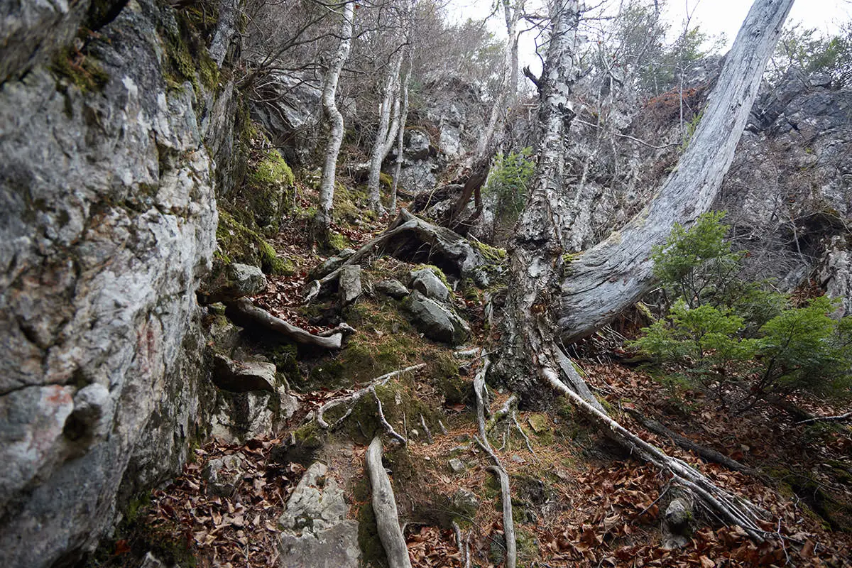 五郎山登山 鞍部からP2への登り返し