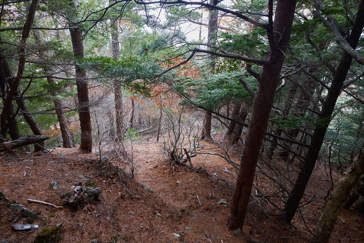 五郎山登山 急登のところまで戻ってきた