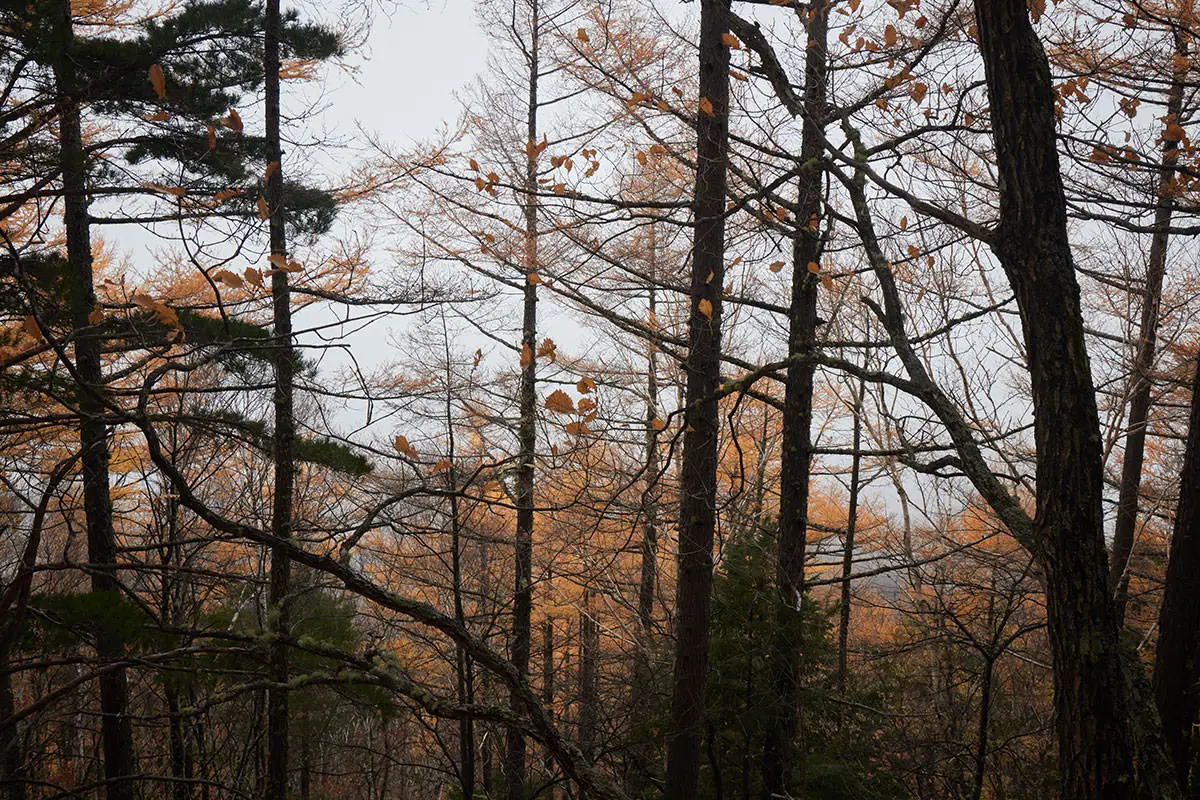 五郎山登山 枯葉を見る