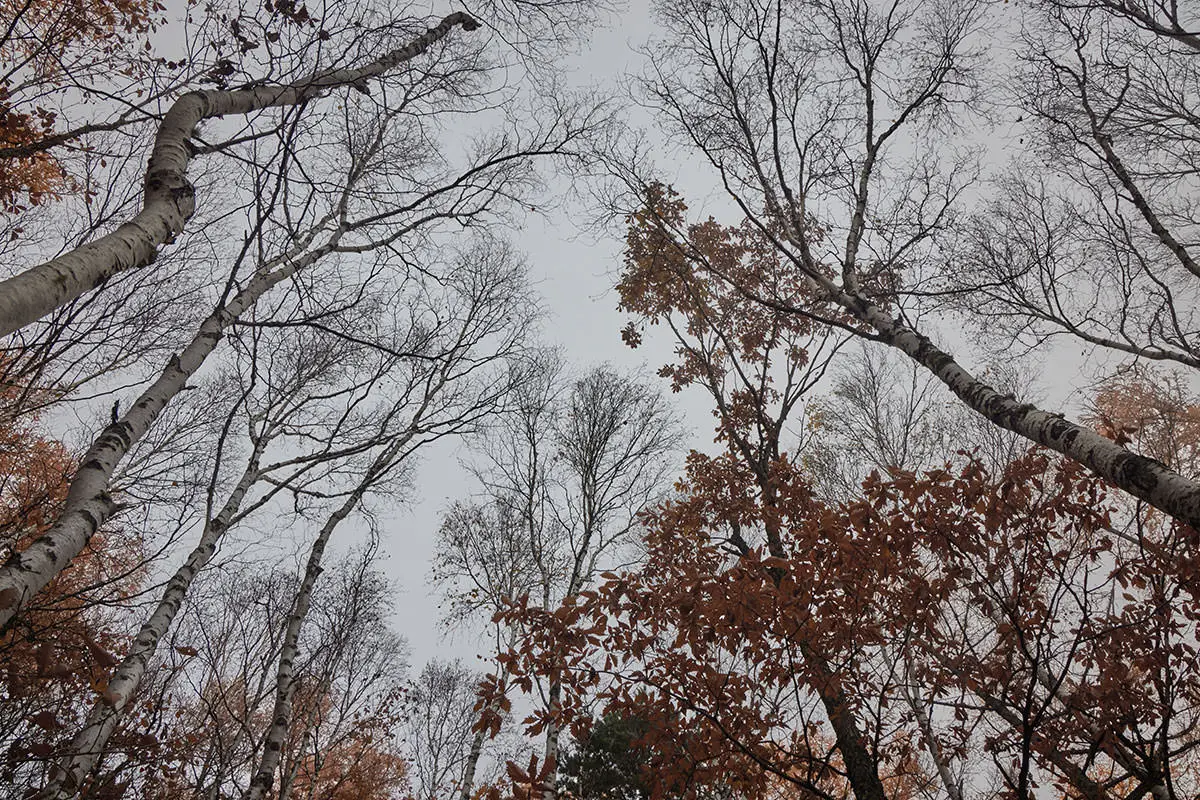五郎山登山 空は白くなった