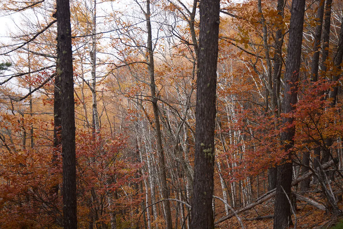 五郎山登山 下りてくると華やか