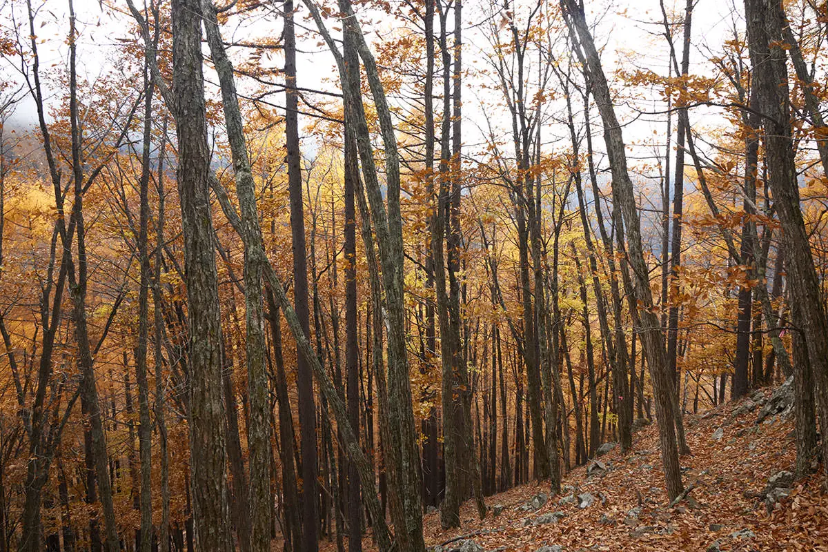 五郎山登山 落葉松を見ながら下りる