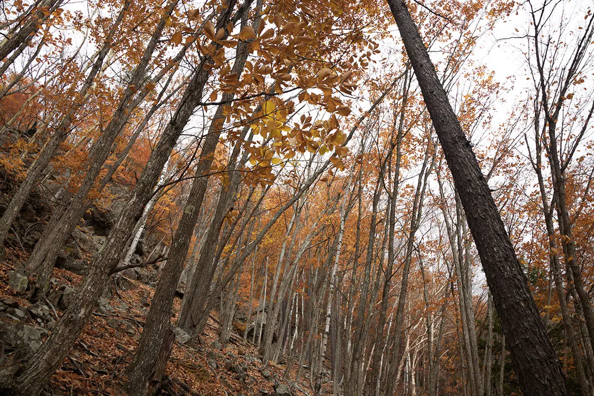 五郎山登山 身の回りを見渡す