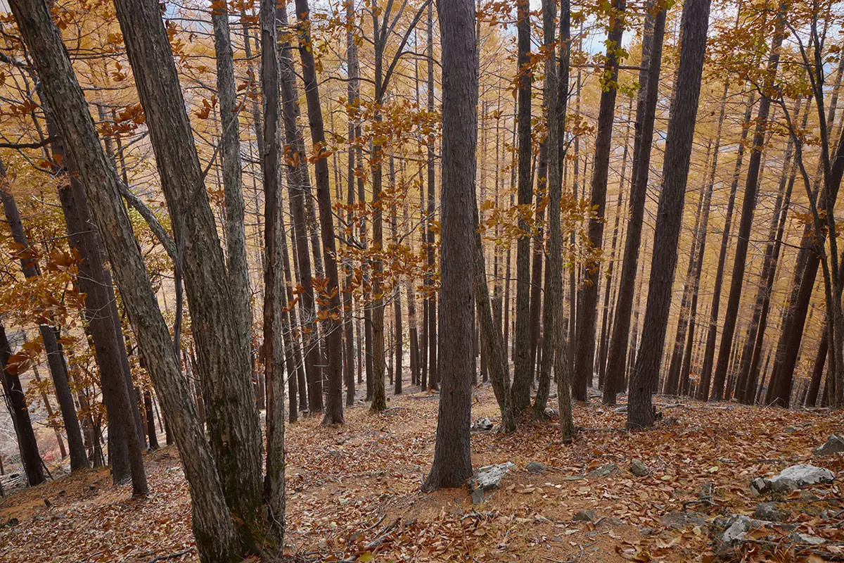 五郎山登山 落葉松の斜面