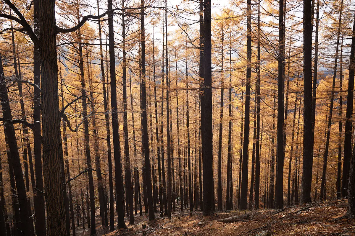 五郎山登山 落葉松だらけ
