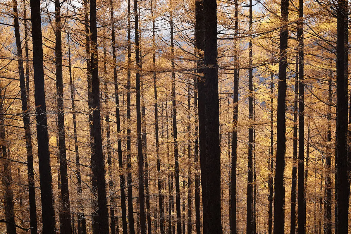 五郎山登山 まっすぐに伸びる
