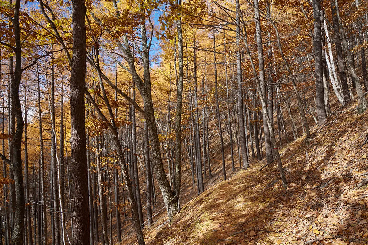 五郎山登山 木の色が明るい