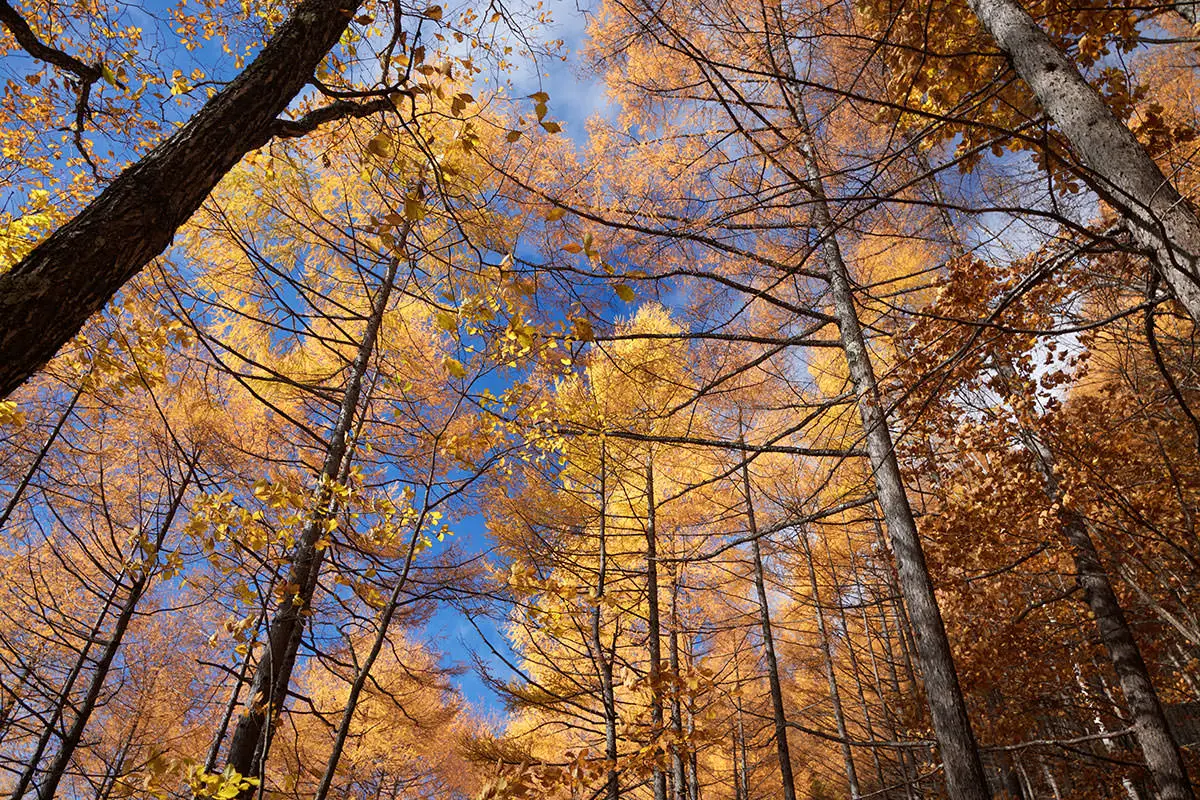 五郎山登山 落葉松を見上げる