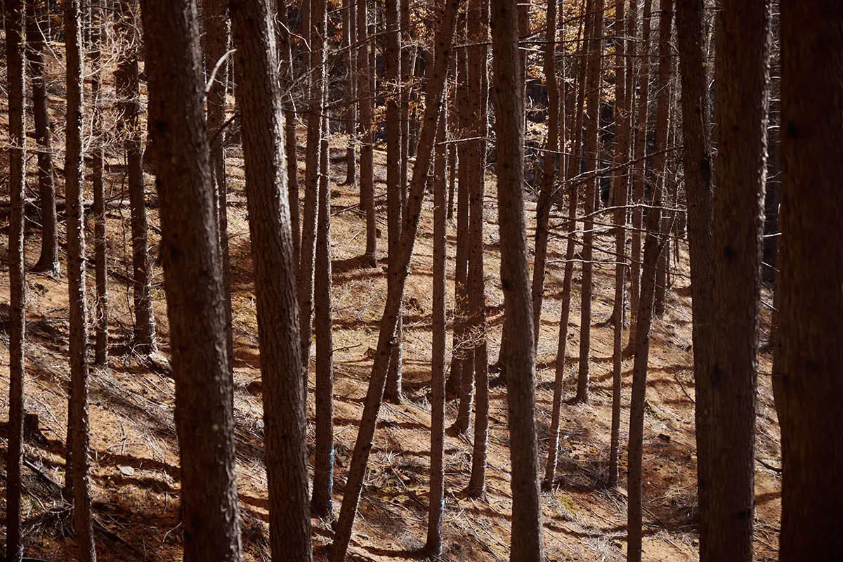 五郎山登山 この山の落葉松は手入れの賜だと思う