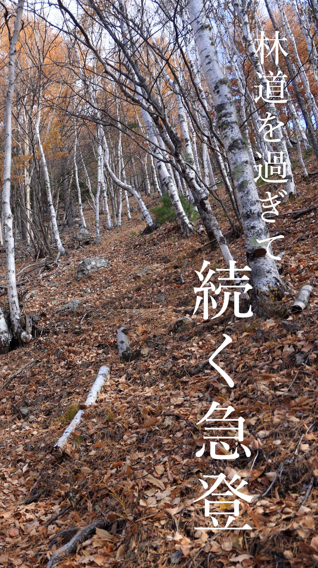 五郎山 自然休暇村