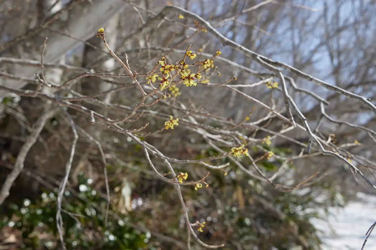 斑尾山登山 花はこれだけが見えた