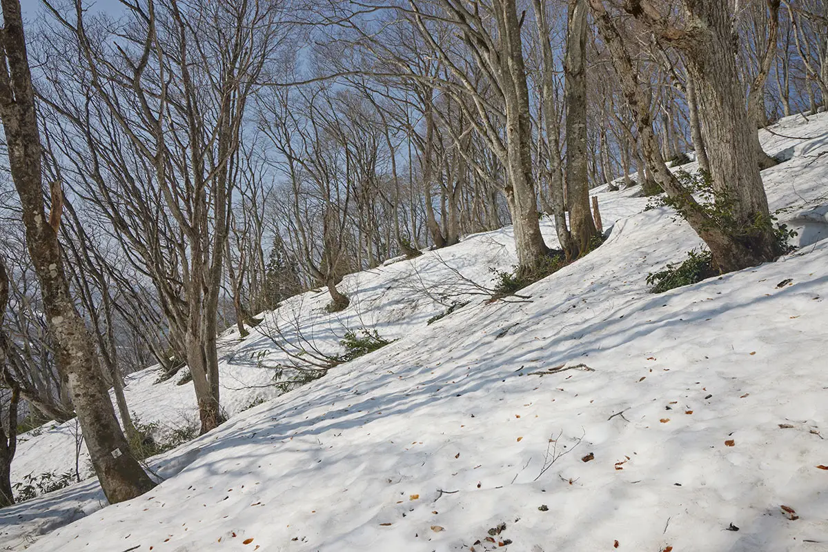 斑尾山登山 鳥の声が聞こえる