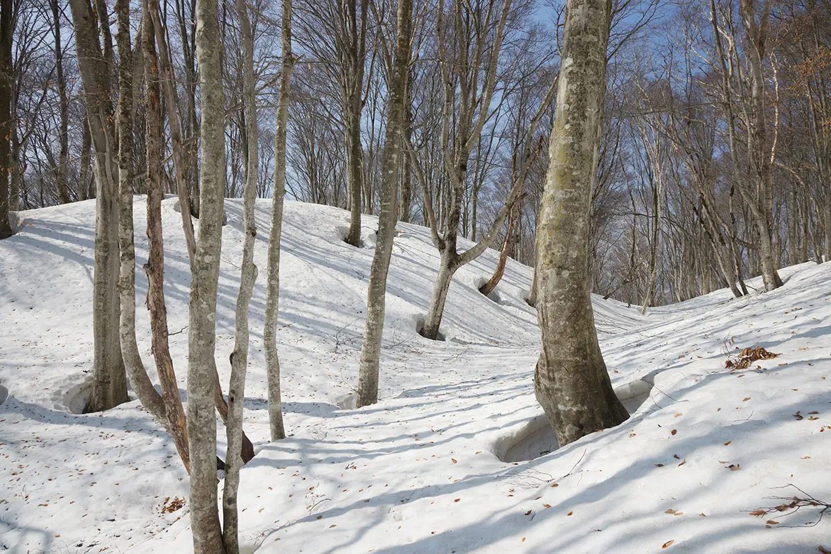 斑尾山登山 ブナの林