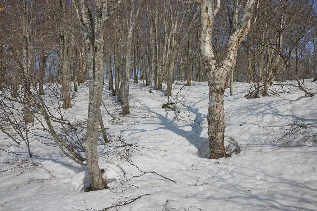 斑尾山登山 木々の間を抜ける