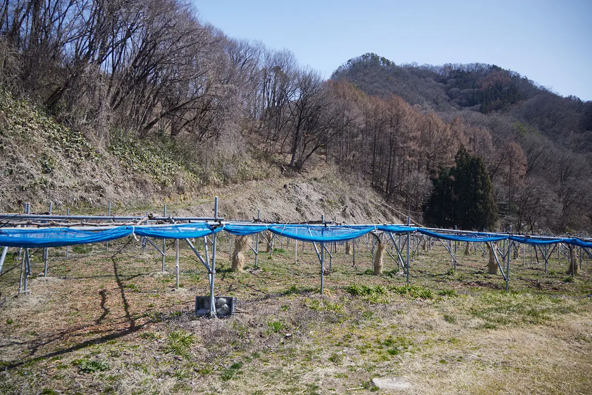 箱山登山 登山口の近くから箱山を眺める