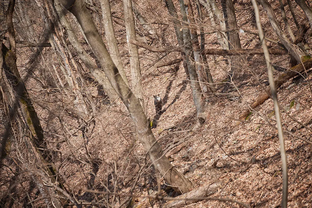 箱山登山 向こうでカモシカがこっちを見ている