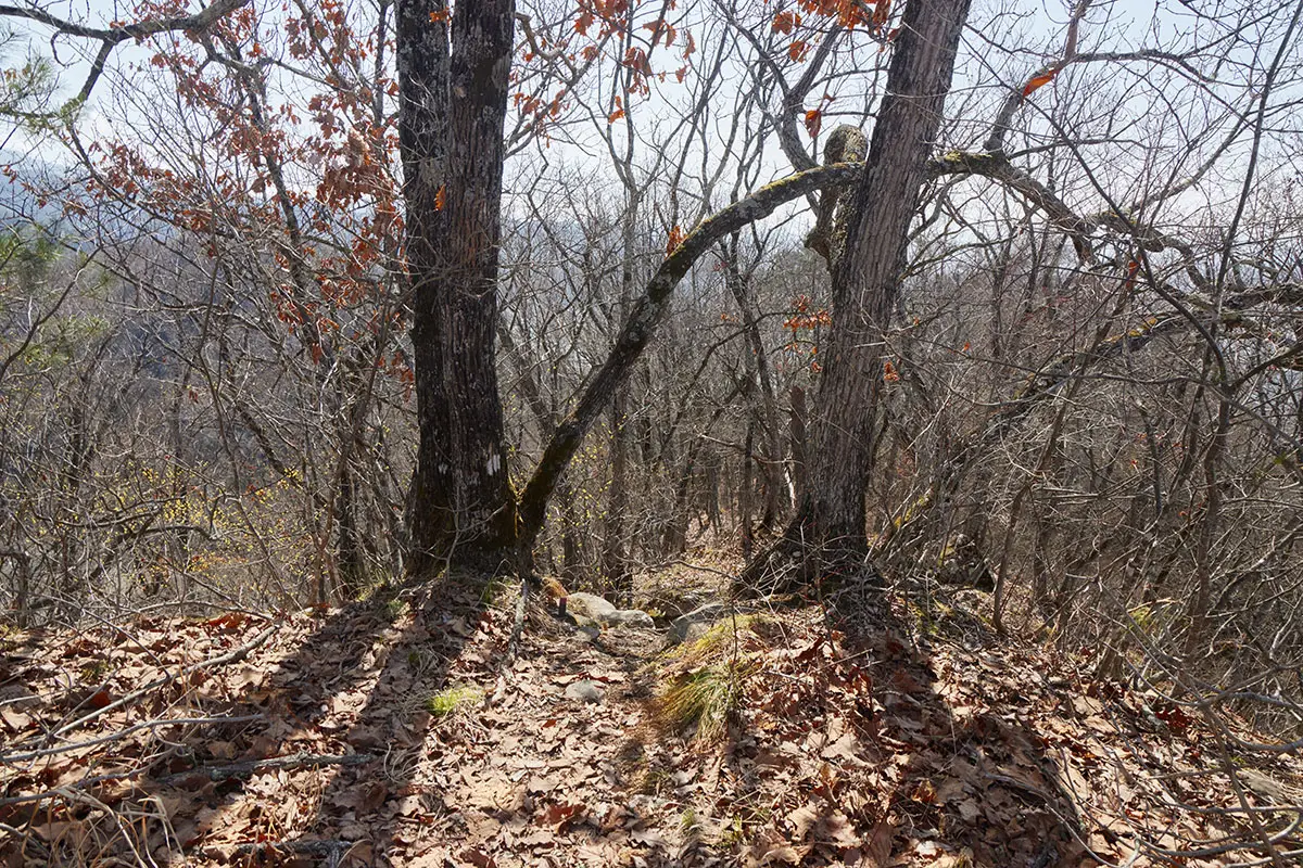 箱山登山 箱山峠からの登山道