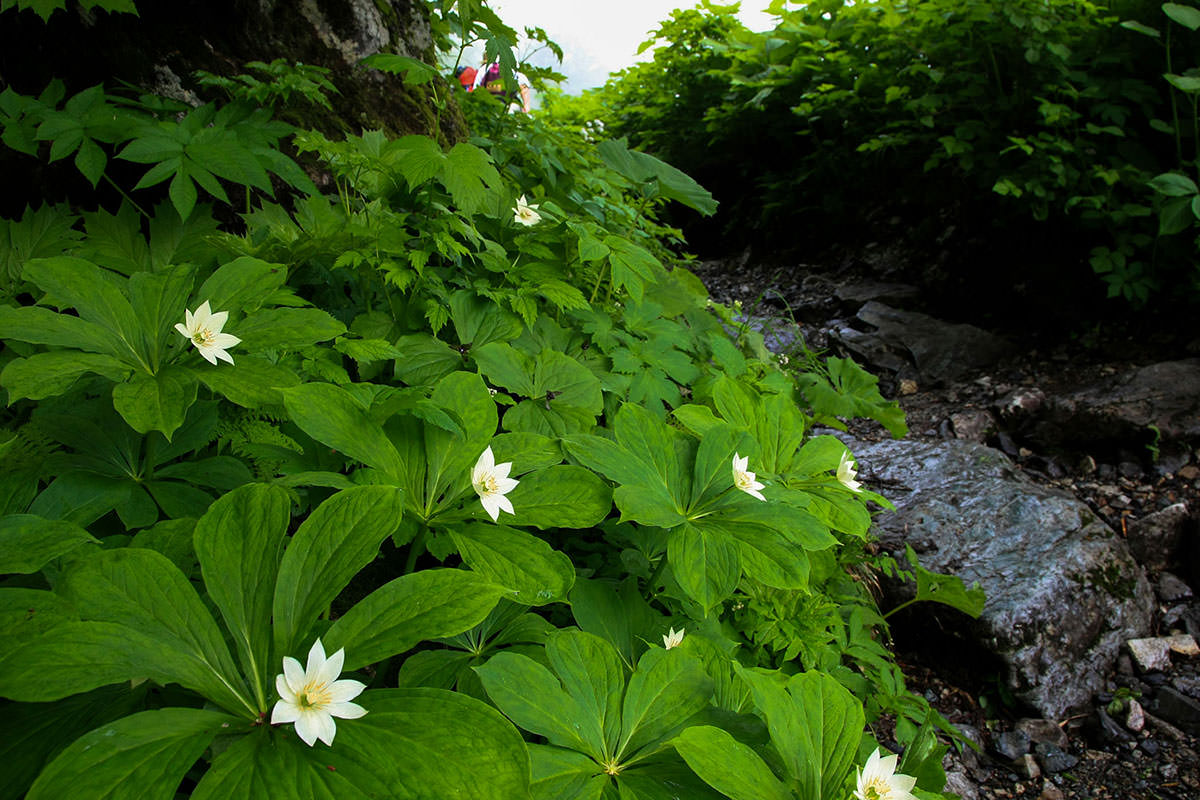 白馬岳鑓ヶ岳杓子岳登山 花がたくさん