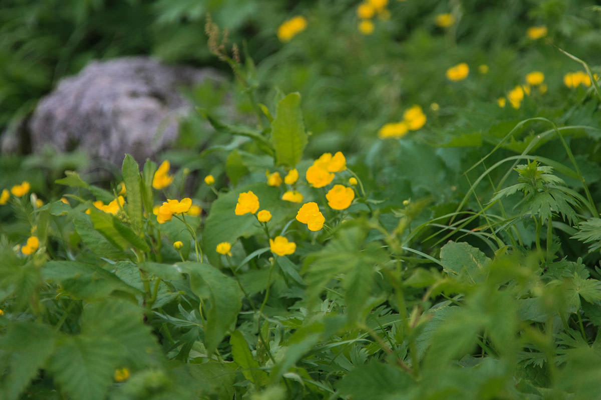 白馬岳鑓ヶ岳杓子岳登山 黄色い花がたくさん