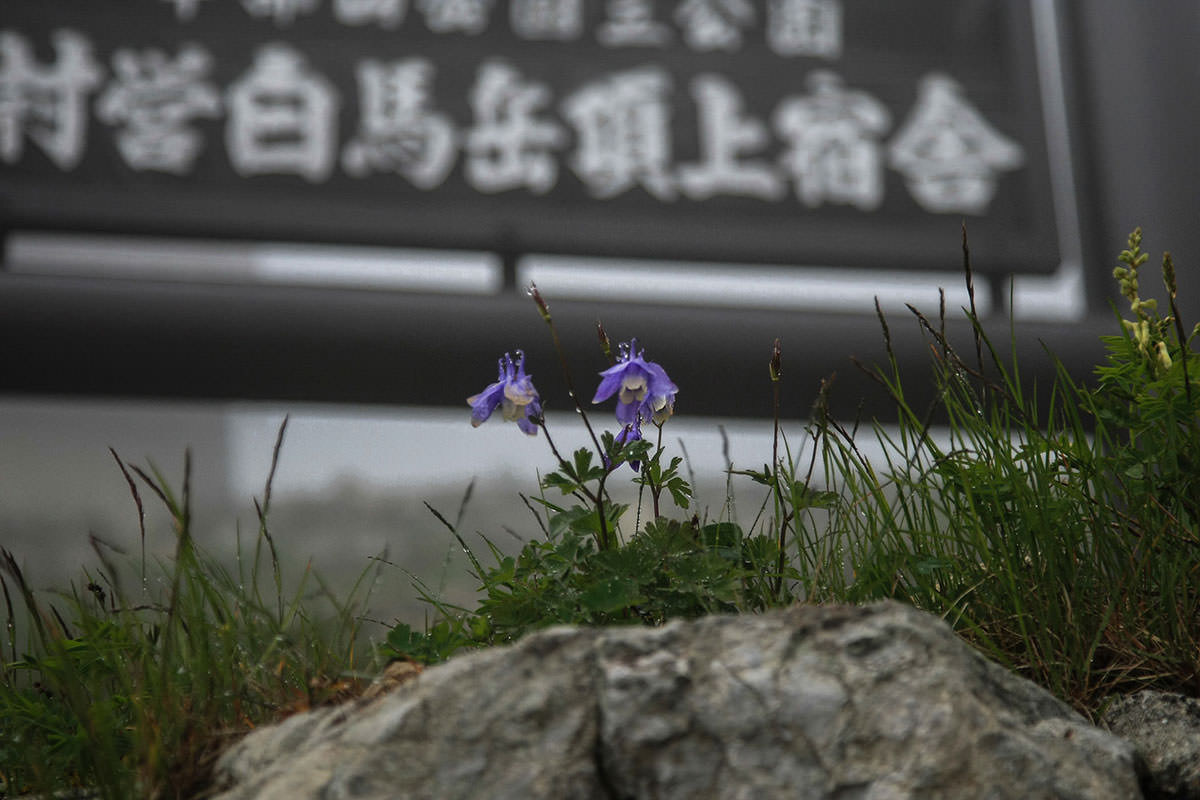 白馬岳鑓ヶ岳杓子岳登山 花も咲いている