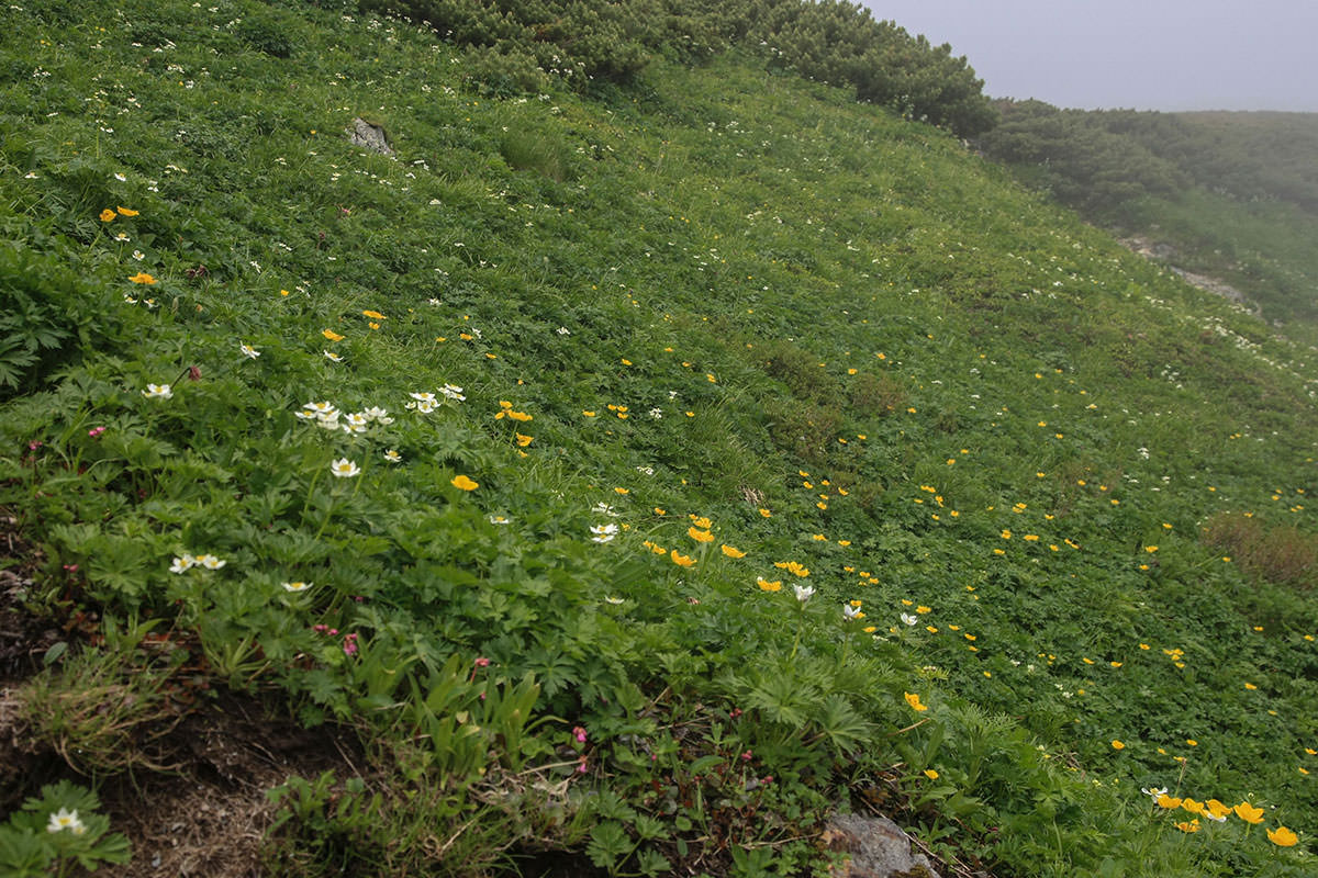 白馬岳鑓ヶ岳杓子岳登山 花もたくさん咲いている