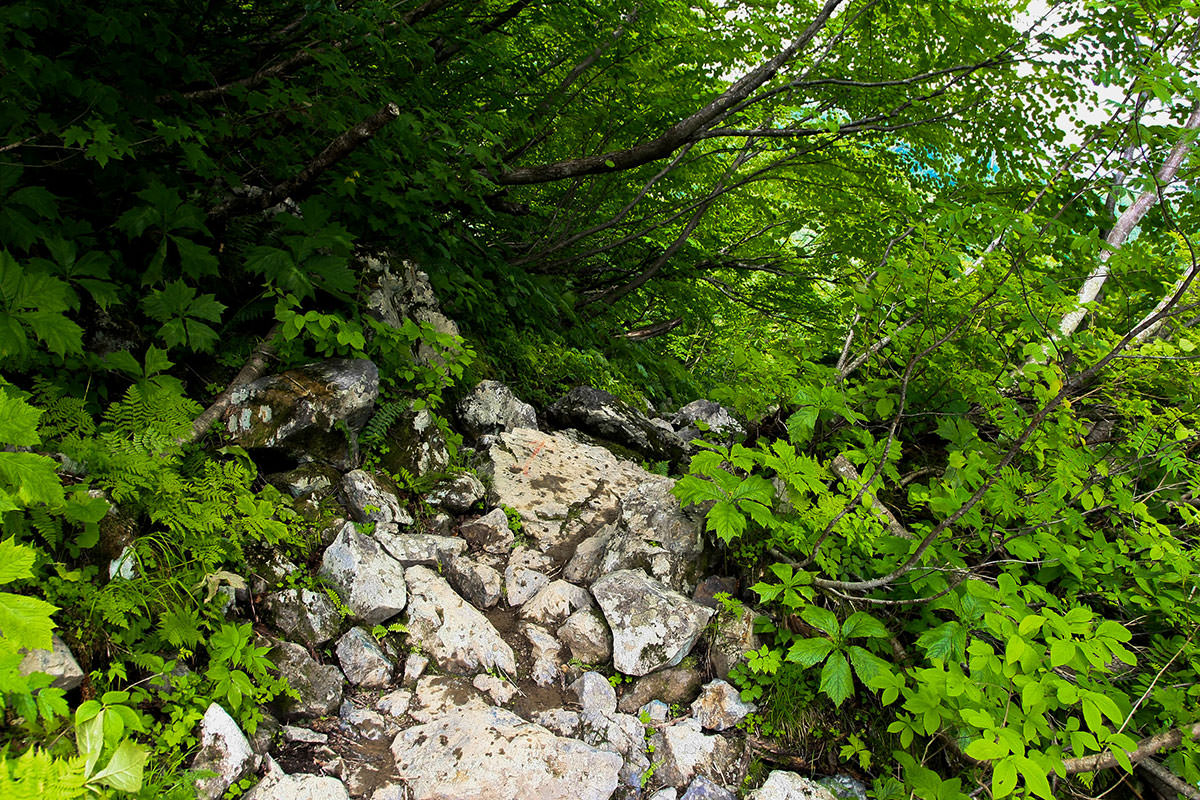 白馬岳鑓ヶ岳杓子岳登山 そして木の間を抜ける