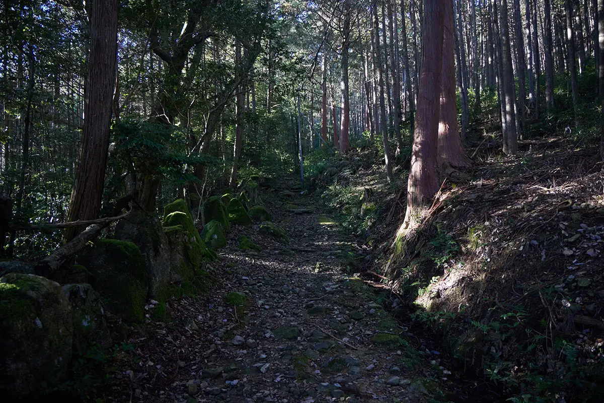 半国山登山 広い登山道を登る