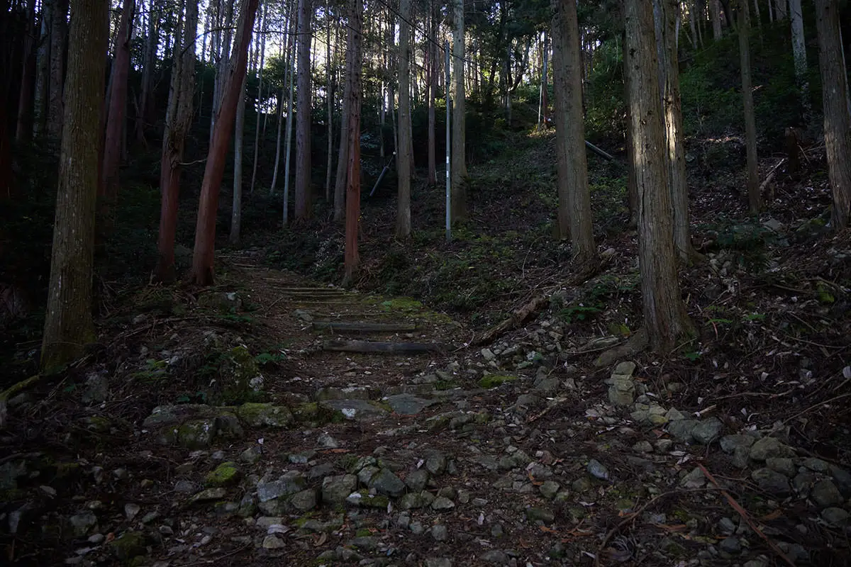半国山登山 参道とも思えるような雰囲気