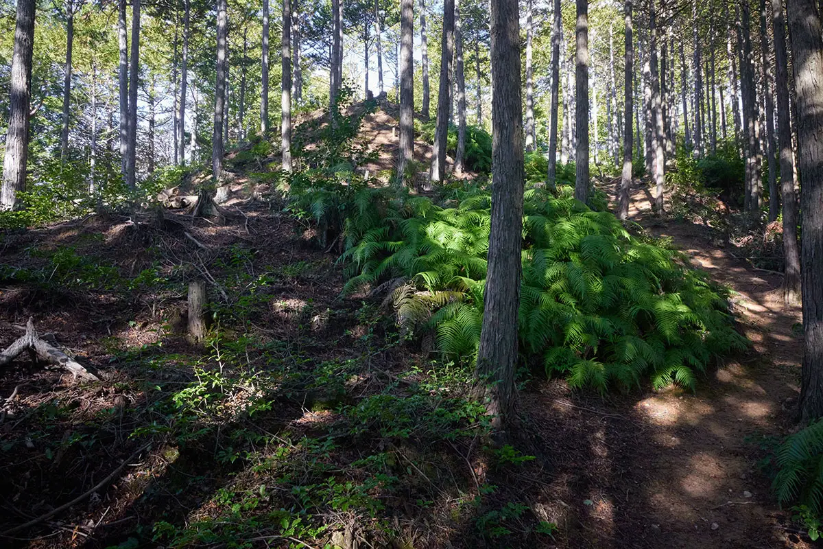 半国山登山 城跡は尾根を利用して作られている