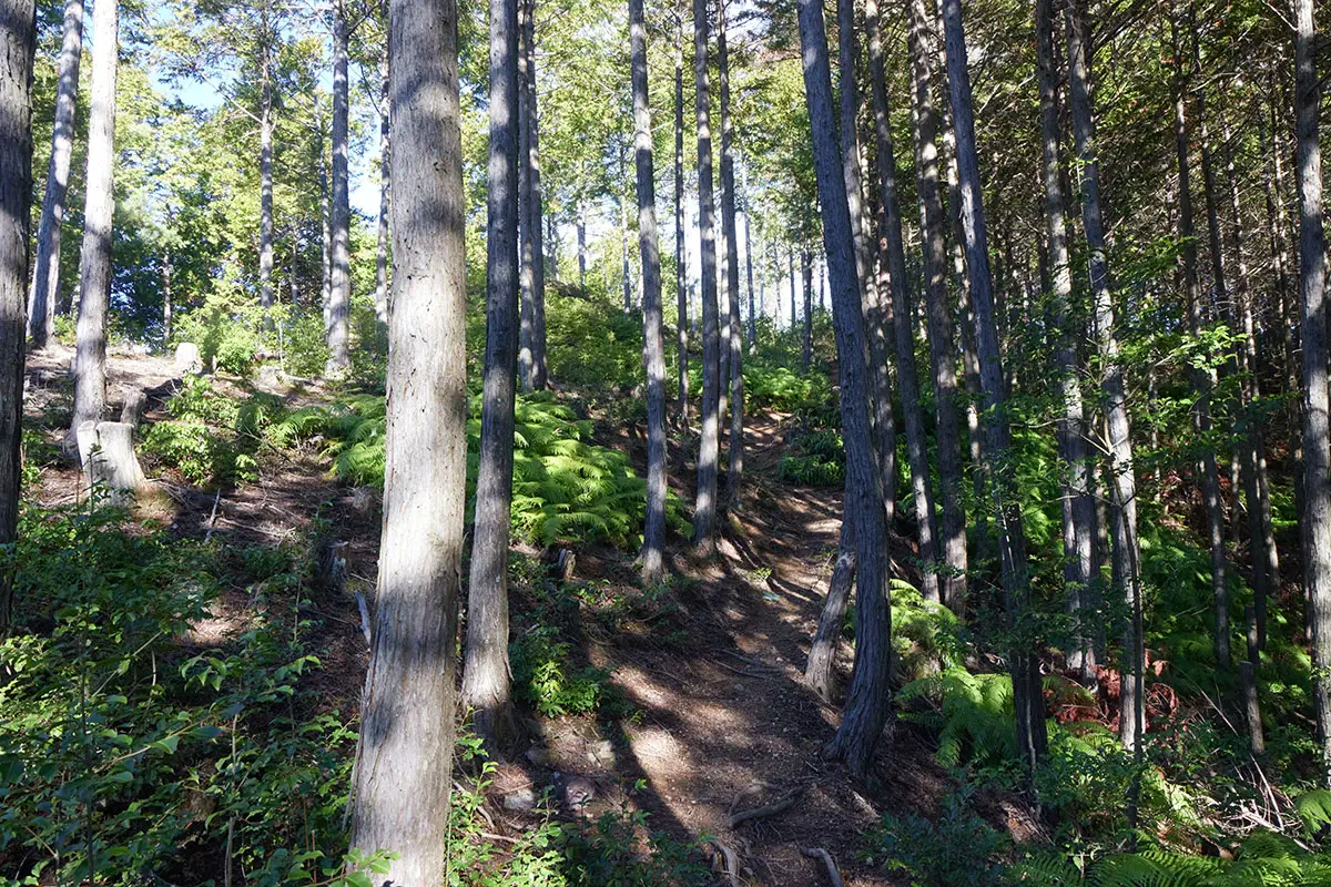半国山登山 城跡からまだ登る