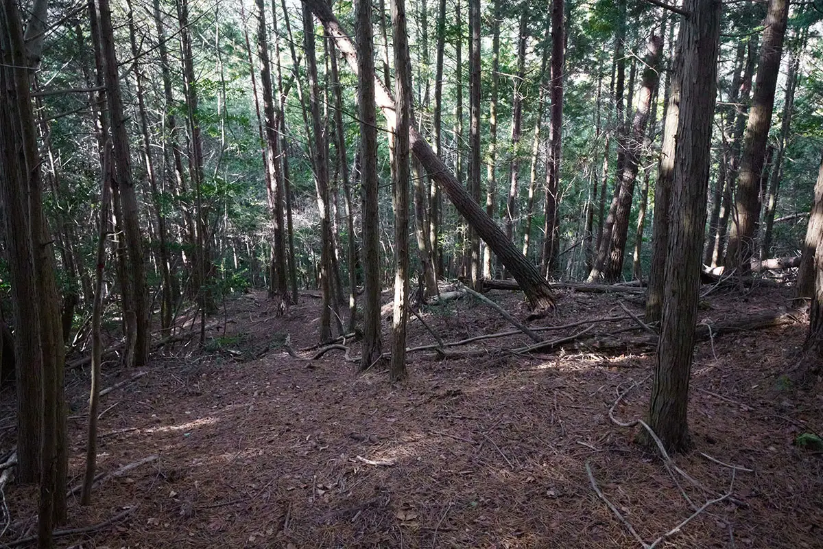 半国山登山 登ったら下りる
