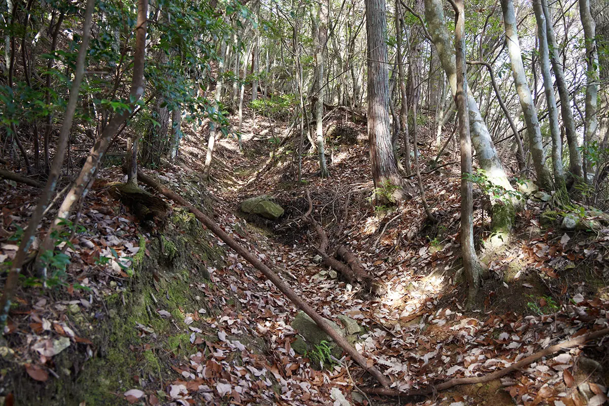 半国山登山 広かった登山道は狭くて窪みが深い