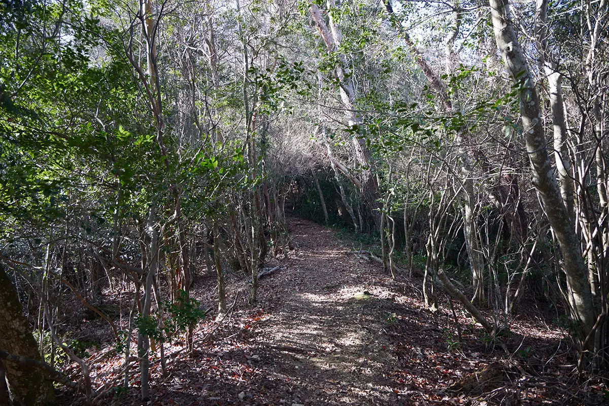 半国山登山 尾根の上を歩く