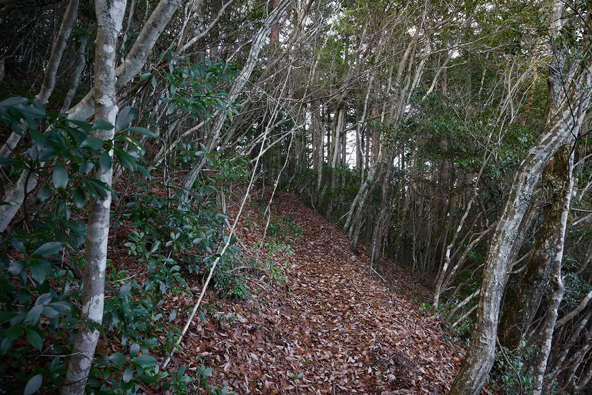 半国山登山 左にピークを見ながら斜面をトラバース