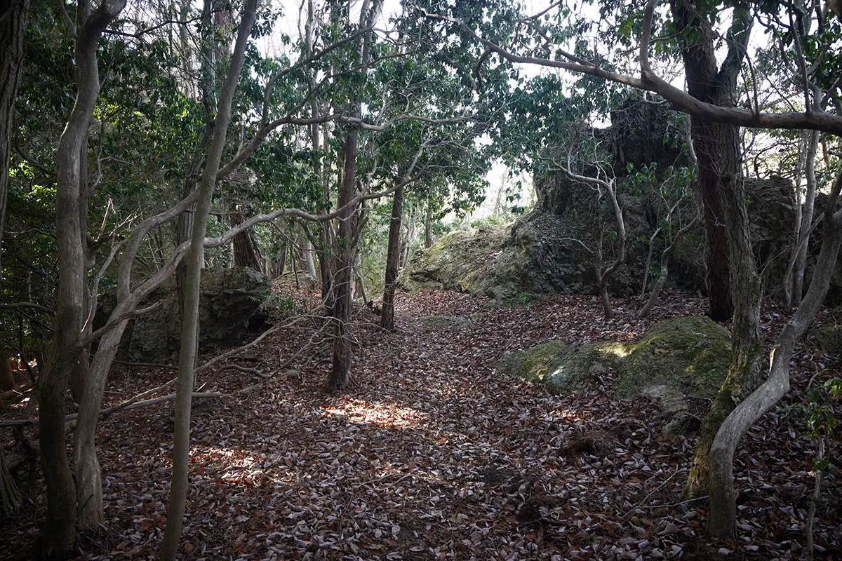 半国山登山 緩やかな登りが続く