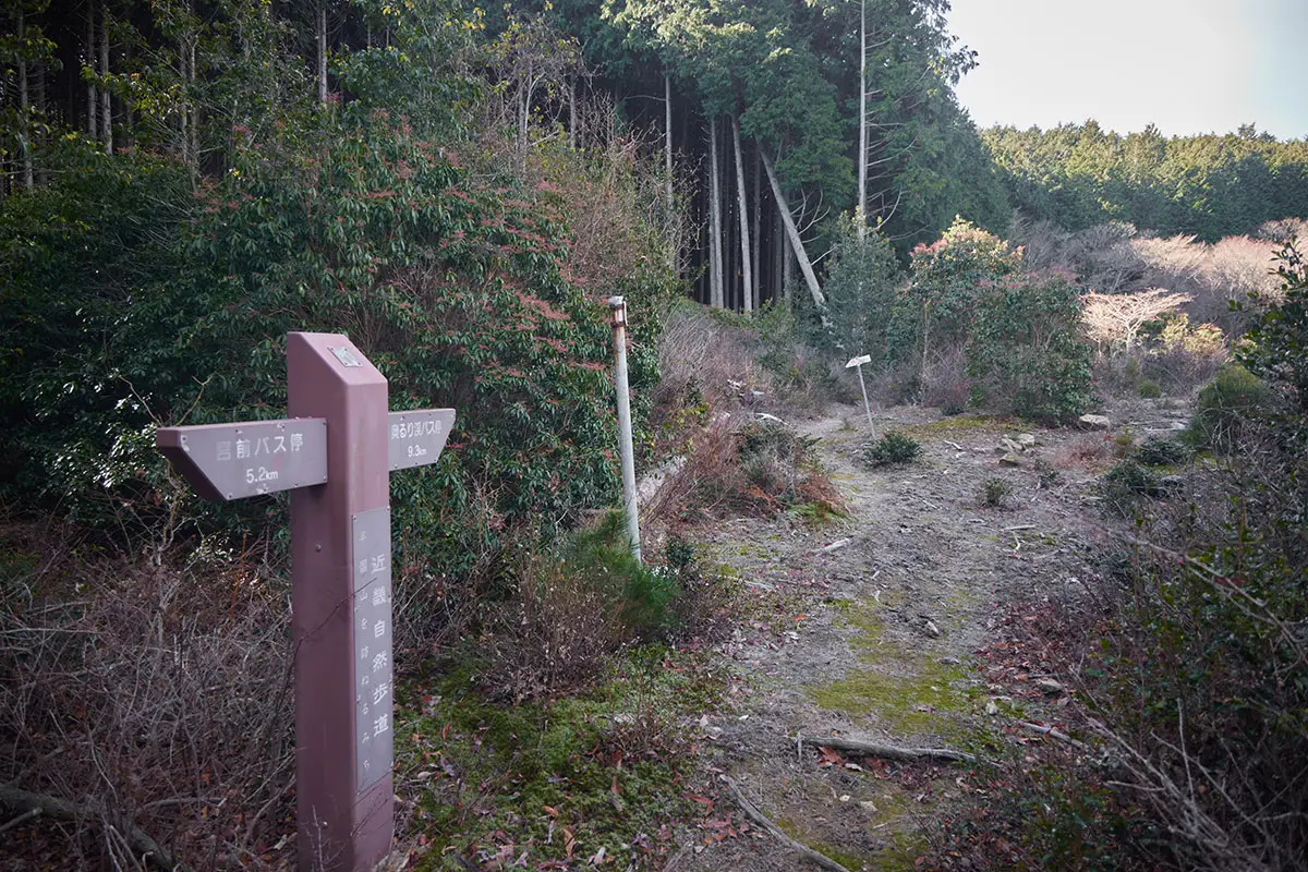 半国山登山 このあたりから杉が多くなる
