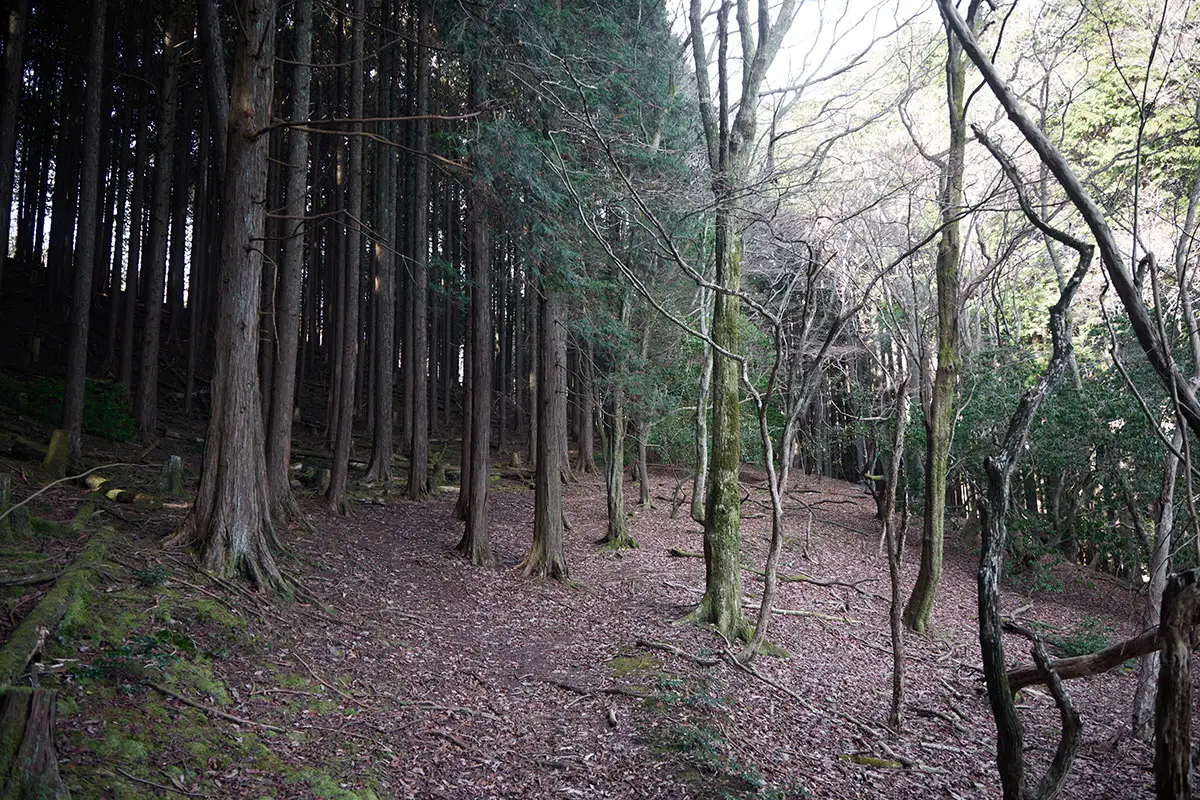 半国山登山 たくさんの杉の中を歩く