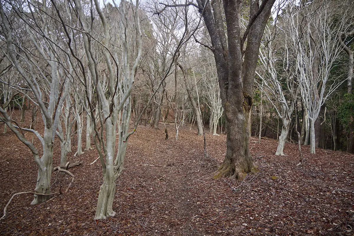 半国山登山 杉を抜けて広々とした雰囲気