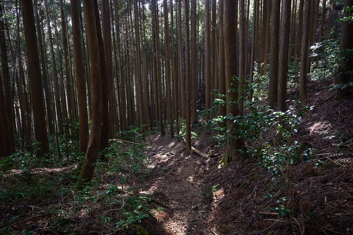 半国山登山 暗い杉の中を下りる