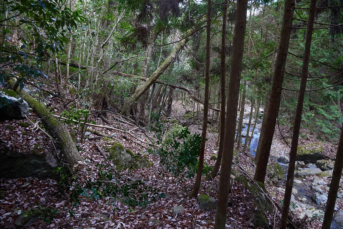 半国山登山 登山道は歩きづらい