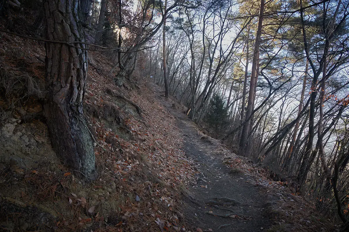 登山 -落ち葉の道を登っていく