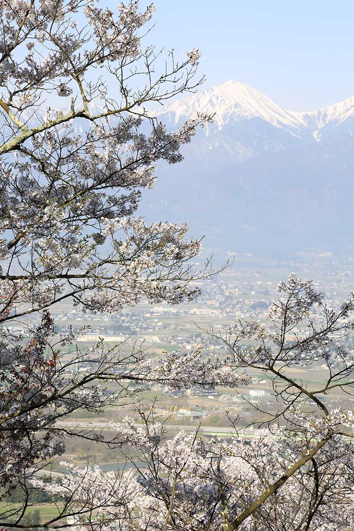 桜の光城山登山 （4月）｜安曇野の桜の名所。北アルプスと桜を見に行く。