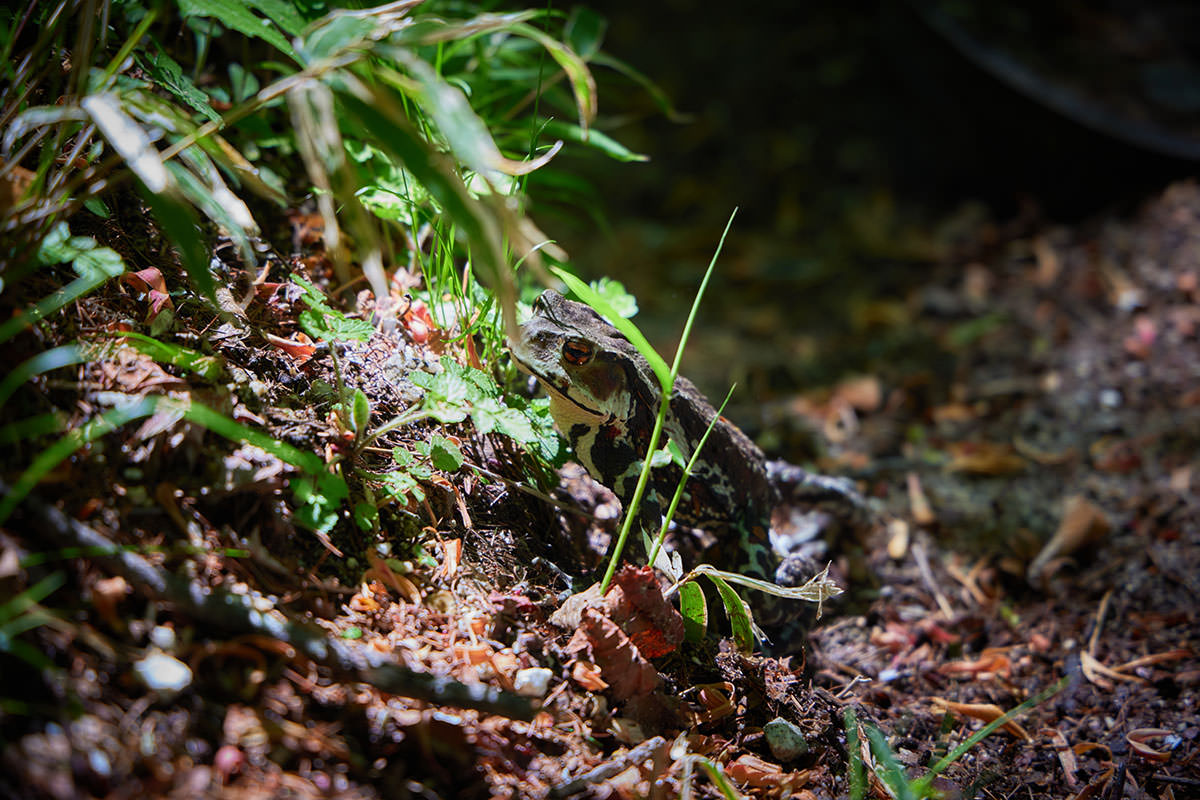 日向山登山 デカい！