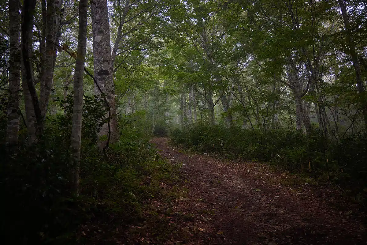 【平ヶ岳登山】平ヶ岳-最初は樹林帯の林道を歩いて行く