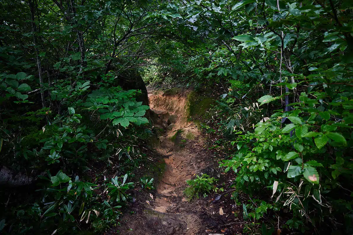 【平ヶ岳登山】平ヶ岳-緑のトンネルの中には抉れてできた登山道