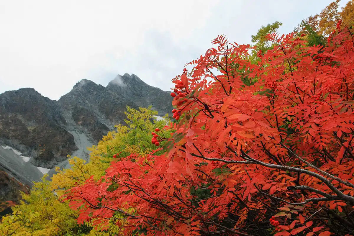 穂高岳登山 穂高岳-葉が赤い