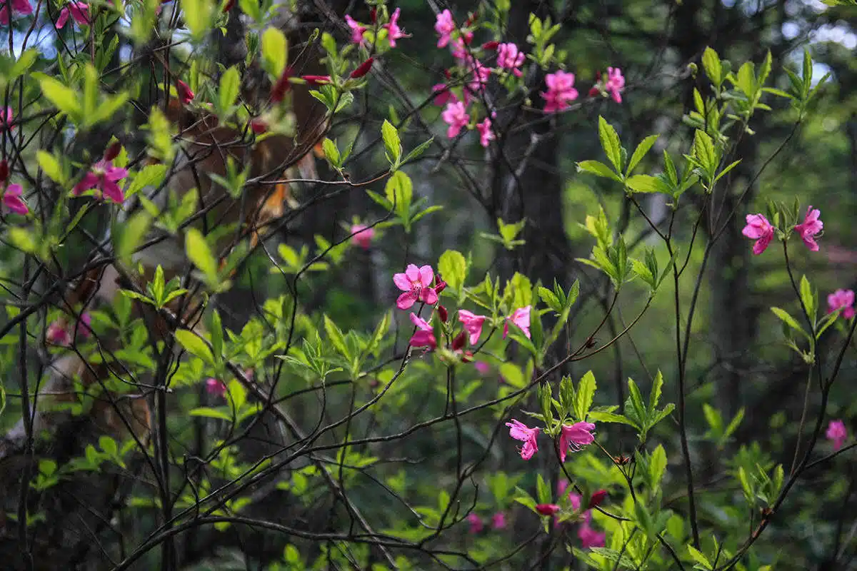 飯縄山登山 飯縄山-ピンクの花がいっぱい
